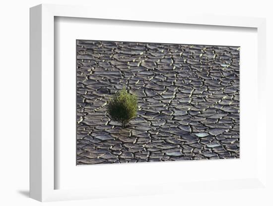 Pickleweed Growing from Cracked Landscape-DLILLC-Framed Photographic Print