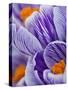 Pickwick crocus-Clive Nichols-Stretched Canvas