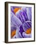 Pickwick crocus-Clive Nichols-Framed Photographic Print