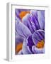 Pickwick crocus-Clive Nichols-Framed Photographic Print