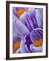 Pickwick crocus-Clive Nichols-Framed Photographic Print