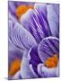 Pickwick crocus-Clive Nichols-Mounted Photographic Print