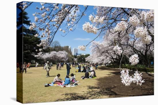 Picnic in the Cherry Blossom in the Shinjuku-Gyoen Park, Tokyo, Japan, Asia-Michael Runkel-Stretched Canvas