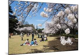 Picnic in the Cherry Blossom in the Shinjuku-Gyoen Park, Tokyo, Japan, Asia-Michael Runkel-Mounted Photographic Print