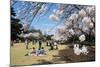 Picnic in the Cherry Blossom in the Shinjuku-Gyoen Park, Tokyo, Japan, Asia-Michael Runkel-Mounted Photographic Print