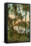 Picnic Oak, St. Petersburg, Florida-null-Framed Stretched Canvas