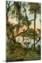 Picnic Oak, St. Petersburg, Florida-null-Mounted Art Print