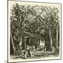 Picnic under Banyan Trees-null-Mounted Giclee Print