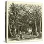 Picnic under Banyan Trees-null-Stretched Canvas