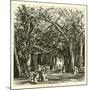Picnic under Banyan Trees-null-Mounted Giclee Print