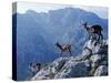 Picos De Europa, Goats Stand on a Ridgeline in the Picos De Europa, Spain-John Warburton-lee-Stretched Canvas