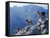 Picos De Europa, Goats Stand on a Ridgeline in the Picos De Europa, Spain-John Warburton-lee-Framed Stretched Canvas