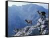 Picos De Europa, Goats Stand on a Ridgeline in the Picos De Europa, Spain-John Warburton-lee-Framed Stretched Canvas