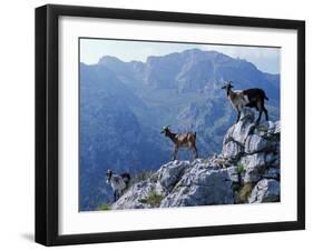 Picos De Europa, Goats Stand on a Ridgeline in the Picos De Europa, Spain-John Warburton-lee-Framed Photographic Print