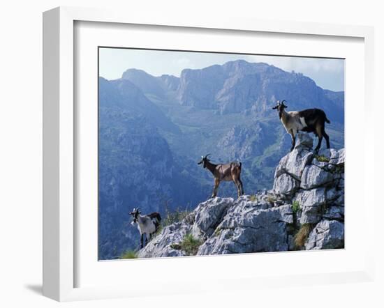 Picos De Europa, Goats Stand on a Ridgeline in the Picos De Europa, Spain-John Warburton-lee-Framed Photographic Print