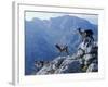 Picos De Europa, Goats Stand on a Ridgeline in the Picos De Europa, Spain-John Warburton-lee-Framed Photographic Print