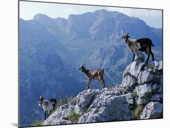 Picos De Europa, Goats Stand on a Ridgeline in the Picos De Europa, Spain-John Warburton-lee-Mounted Photographic Print