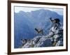 Picos De Europa, Goats Stand on a Ridgeline in the Picos De Europa, Spain-John Warburton-lee-Framed Photographic Print