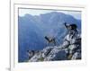 Picos De Europa, Goats Stand on a Ridgeline in the Picos De Europa, Spain-John Warburton-lee-Framed Photographic Print