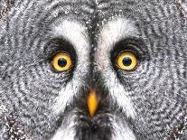 Amazed Great Grey Owl Hdr-Pics-xl-Mounted Photographic Print