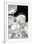 Gramercy White