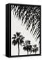 Canvas Black