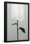 Essential Black