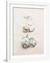Gramercy White