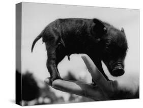 Picture of a Baby Pig in the Palm of a Mans Hand-Wallace Kirkland-Stretched Canvas
