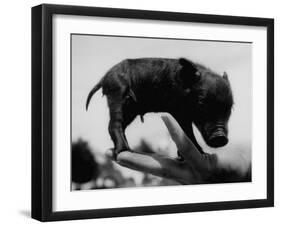 Picture of a Baby Pig in the Palm of a Mans Hand-Wallace Kirkland-Framed Photographic Print