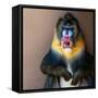 Picture Of A Colourful Displeased Mandrill-NejroN Photo-Framed Stretched Canvas