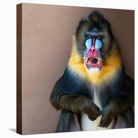 Picture Of A Colourful Displeased Mandrill-NejroN Photo-Stretched Canvas