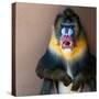 Picture Of A Colourful Displeased Mandrill-NejroN Photo-Stretched Canvas