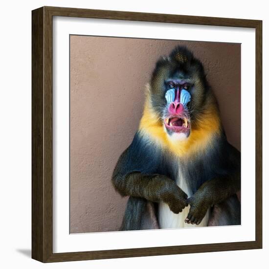 Picture Of A Colourful Displeased Mandrill-NejroN Photo-Framed Photographic Print