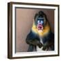 Picture Of A Colourful Displeased Mandrill-NejroN Photo-Framed Photographic Print