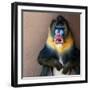 Picture Of A Colourful Displeased Mandrill-NejroN Photo-Framed Photographic Print