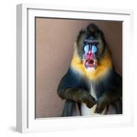 Picture Of A Colourful Displeased Mandrill-NejroN Photo-Framed Photographic Print