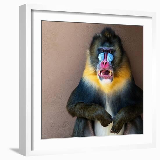 Picture Of A Colourful Displeased Mandrill-NejroN Photo-Framed Photographic Print