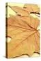 Picture of a Pile of Dried Leaves in Autumn with a Retro Effect-nito-Stretched Canvas