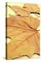 Picture of a Pile of Dried Leaves in Autumn with a Retro Effect-nito-Stretched Canvas