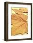 Picture of a Pile of Dried Leaves in Autumn with a Retro Effect-nito-Framed Photographic Print