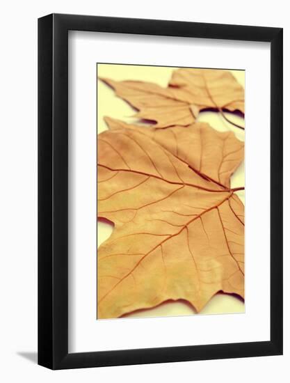 Picture of a Pile of Dried Leaves in Autumn with a Retro Effect-nito-Framed Photographic Print