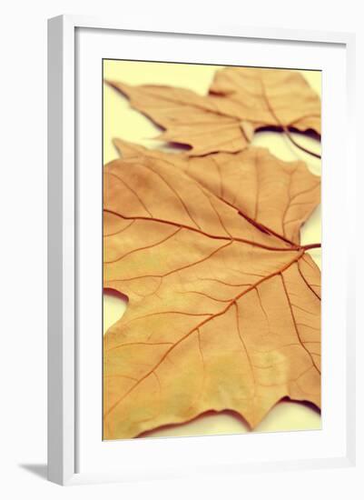 Picture of a Pile of Dried Leaves in Autumn with a Retro Effect-nito-Framed Photographic Print