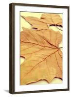 Picture of a Pile of Dried Leaves in Autumn with a Retro Effect-nito-Framed Photographic Print