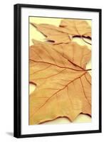 Picture of a Pile of Dried Leaves in Autumn with a Retro Effect-nito-Framed Photographic Print