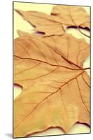 Picture of a Pile of Dried Leaves in Autumn with a Retro Effect-nito-Mounted Photographic Print