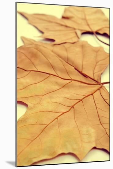 Picture of a Pile of Dried Leaves in Autumn with a Retro Effect-nito-Mounted Photographic Print