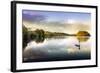 Picture of a Swan on a Lake in the Scottish Highlands-null-Framed Photographic Print