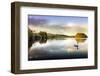 Picture of a Swan on a Lake in the Scottish Highlands-null-Framed Photographic Print