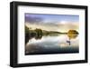 Picture of a Swan on a Lake in the Scottish Highlands-null-Framed Photographic Print